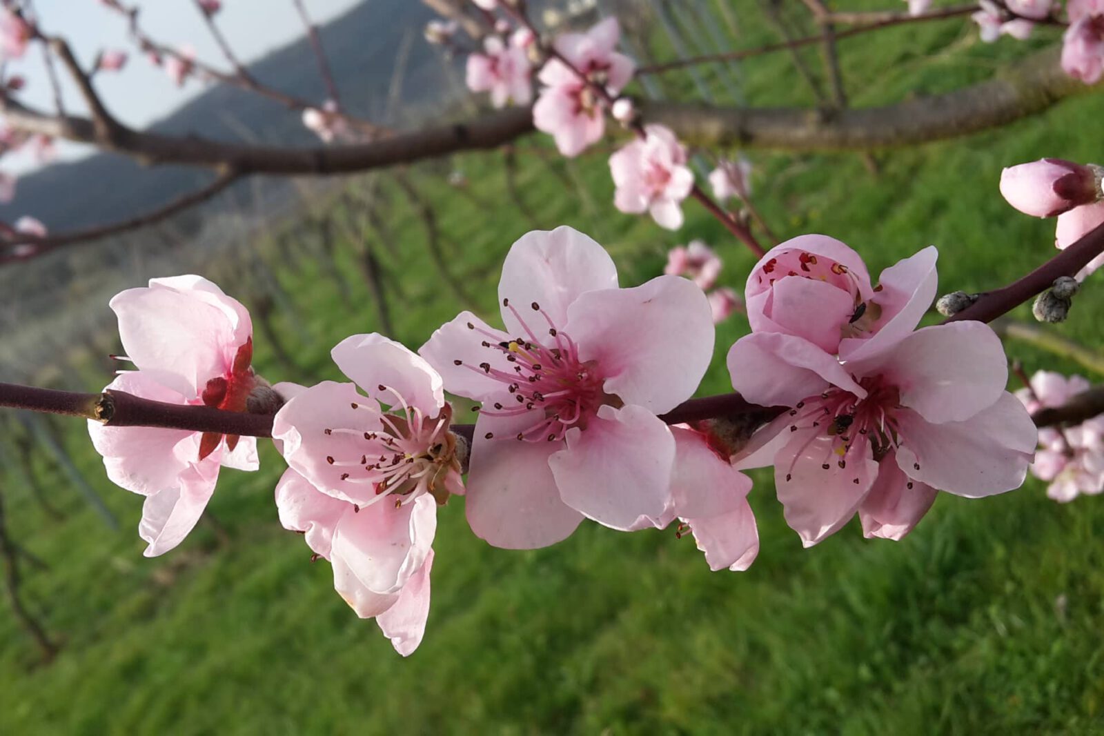 Ferienwohnung "An der Mosel" - Ellenz-Poltersdorf - Mosel erleben - Blüten