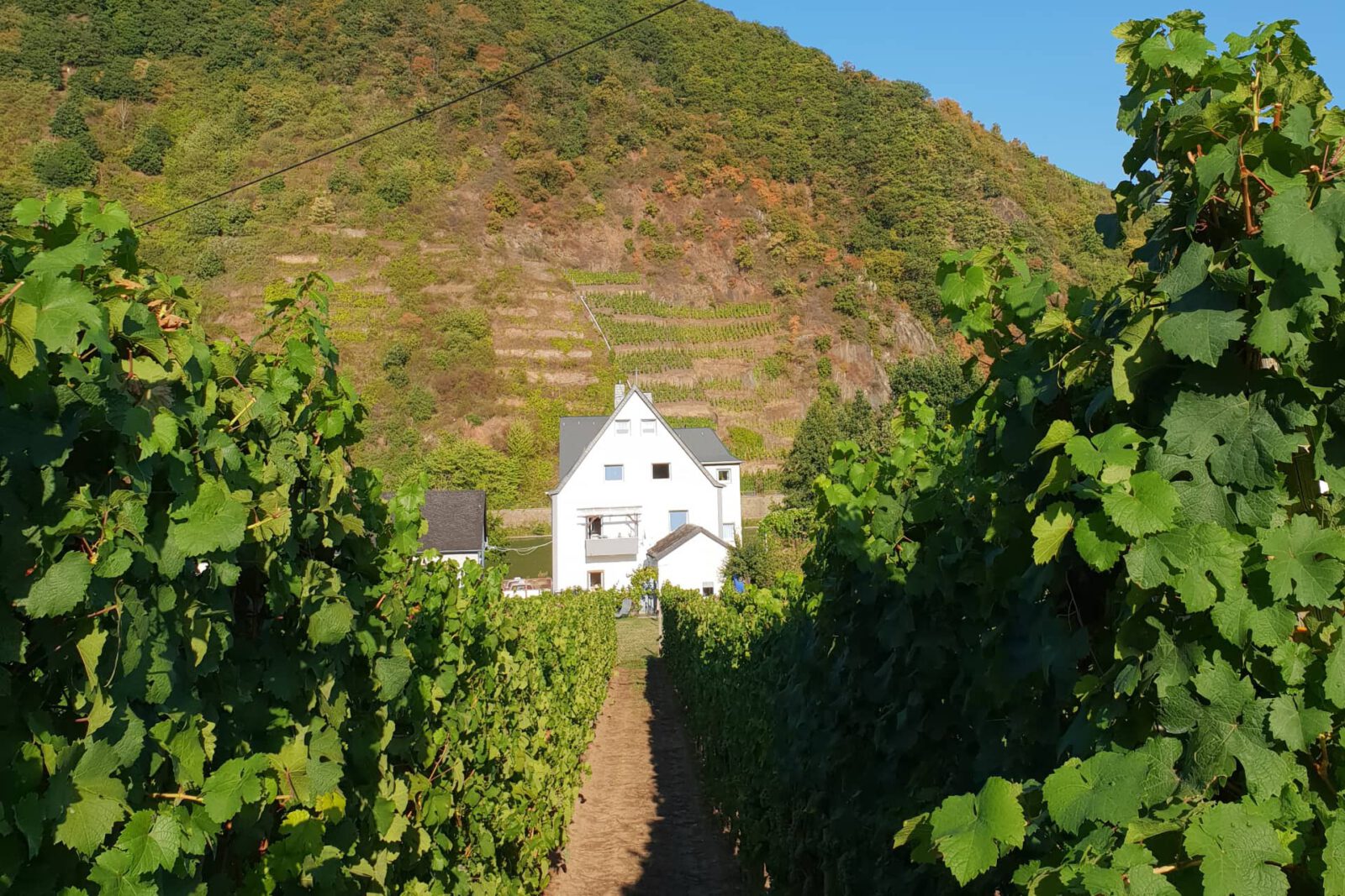 Ferienwohnung "An der Mosel" - Ellenz-Poltersdorf - Mosel erleben - Haus Aussenansicht